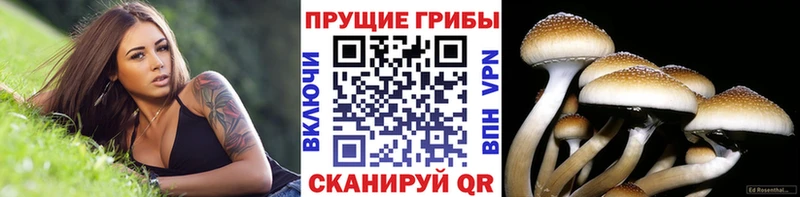Псилоцибиновые грибы мицелий  hydra зеркало  Темрюк 